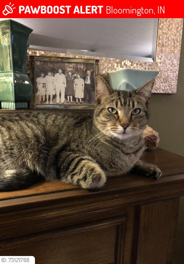 Lost Female Cat last seen Winslow and Carnaby Street, Bloomington, IN 47401