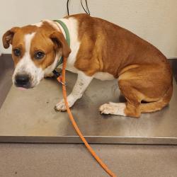 Shelter Stray Male Dog last seen , 3428 S Jenkins Ave, Norman, OK 73072, USA