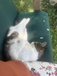 Reunited Female Cat last seen 82nd and Hadley Street, Milwaukee, WI 53222