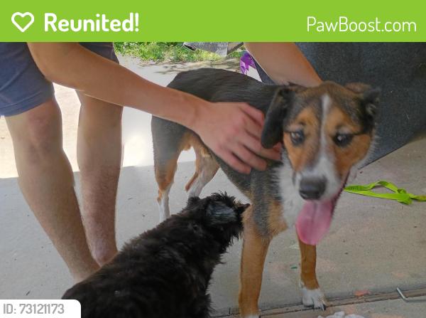 Reunited Male Dog last seen Old Fox Hill, Hampton, VA 23669