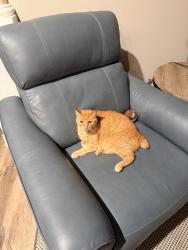 Lost Male Cat last seen Oakmont circle Bluewater Bay, Bluewater Bay, FL 32578