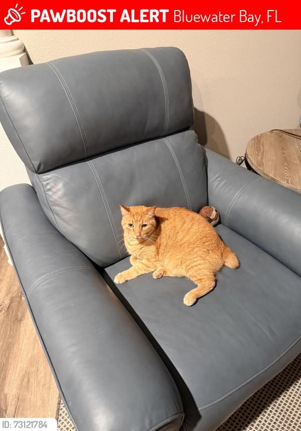 Lost Male Cat last seen Oakmont circle Bluewater Bay, Bluewater Bay, FL 32578