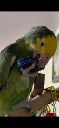 Lost Female Bird last seen Kelly’s late, King County, WA 98092