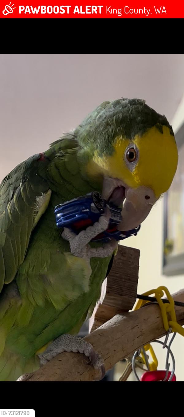 Lost Female Bird last seen Kelly’s late, King County, WA 98092
