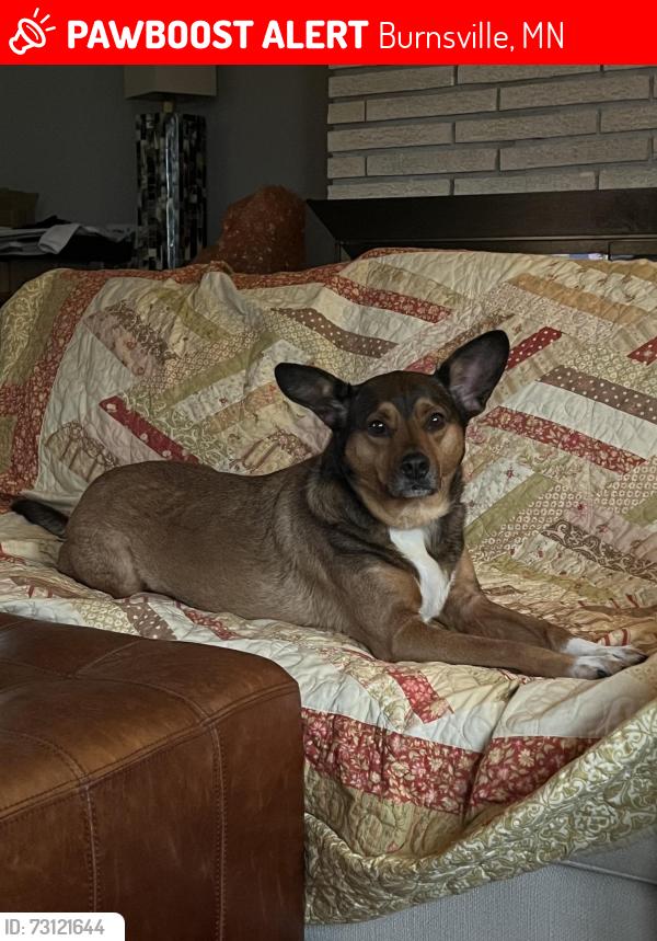 Lost Male Dog last seen Timberland Drive and Birchwood Lane, Burnsville, MN, Burnsville, MN 55337