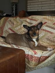Lost Male Dog last seen Timberland Drive and Birchwood Lane, Burnsville, MN, Burnsville, MN 55337