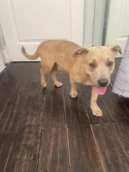 Found/Stray Male Dog last seen Laurel cyn. Between Mulholand & Sunset, Los Angeles, CA 90038