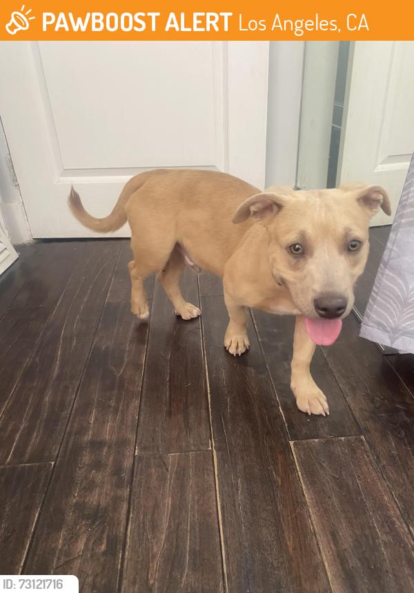 Found/Stray Male Dog last seen Laurel cyn. Between Mulholand & Sunset, Los Angeles, CA 90038