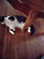 Lost Male Cat last seen Morning Sun school, Morning Sun, IA 52640
