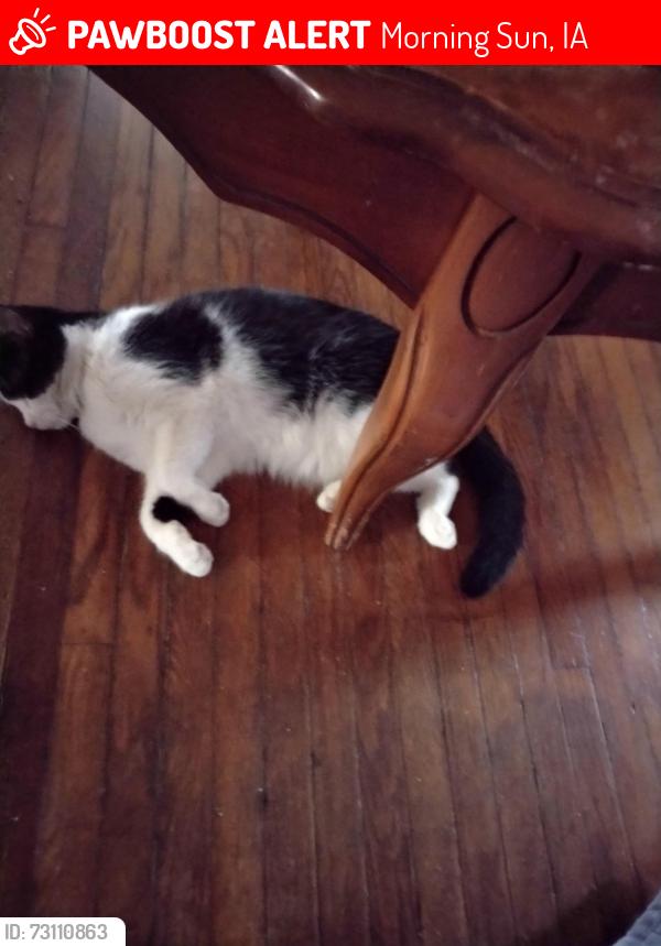 Lost Male Cat last seen Morning Sun school, Morning Sun, IA 52640