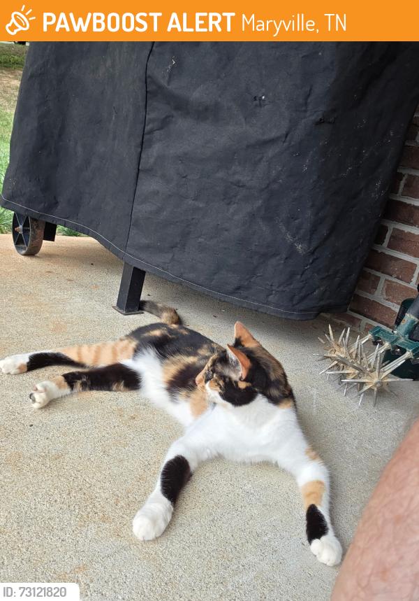 Found/Stray Female Cat last seen Bart Giffin and brighten meadows, Maryville, TN 37803