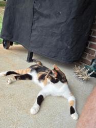 Found/Stray Female Cat last seen Bart Giffin and brighten meadows, Maryville, TN 37803
