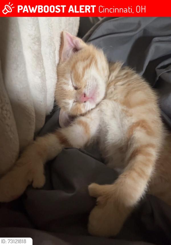 Lost Unknown Cat last seen Coronado and rapid run, Cincinnati, OH 45238