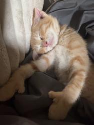 Lost Unknown Cat last seen Coronado and rapid run, Cincinnati, OH 45238