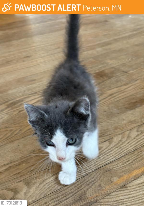 Found/Stray Female Cat last seen Co 25 North Peterson, MN, Peterson, MN 55962