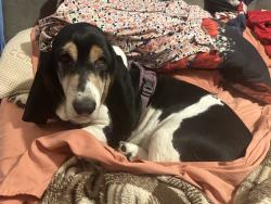 Reunited Female Dog last seen Overlook Place, Murfreesboro, TN 37130