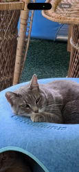 Lost Female Cat last seen Twyckenham, Lafayette, IN 47909