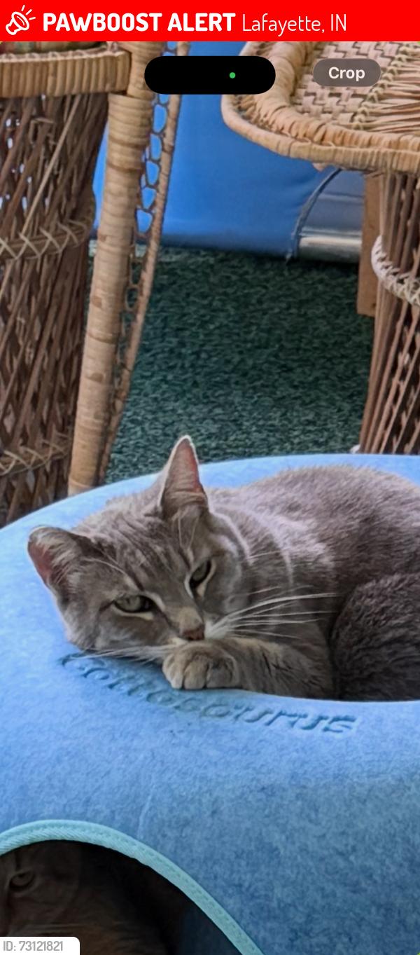 Lost Female Cat last seen Twyckenham, Lafayette, IN 47909