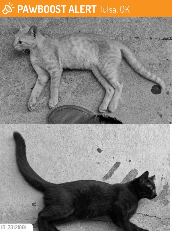 Found/Stray Male Cat last seen Near E 43rd St in Huntington Hollow apmts, Tulsa, OK 74146