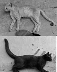 Found/Stray Male Cat last seen Near E 43rd St in Huntington Hollow apmts, Tulsa, OK 74146