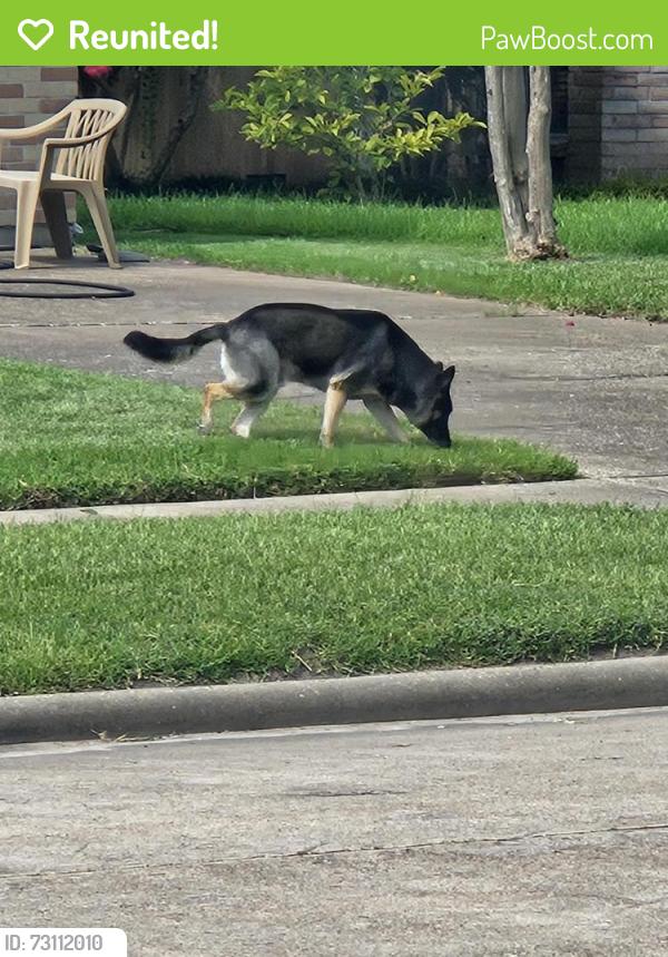 Reunited Unknown Dog last seen Pale St, Houston, TX 77064