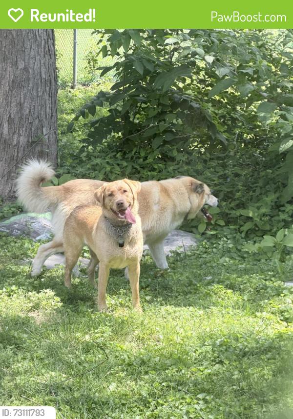 Reunited Unknown Dog last seen Dennison ests, Ballwin, MO 63021