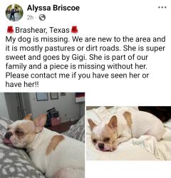 Reunited Female Dog last seen County road 1157, brashear, tx, Brashear, TX 75420