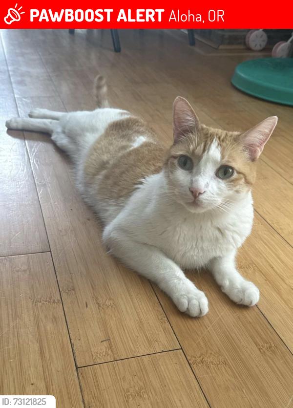 Lost Male Cat last seen SW Gary Ln and SW 217th Ave, Aloha, OR 97003