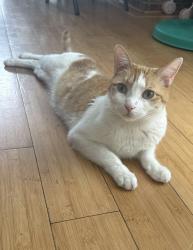 Lost Male Cat last seen SW Gary Ln and SW 217th Ave, Aloha, OR 97003