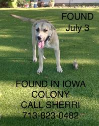 Found/Stray Male Dog last seen CR 65 and CR63 in Iowa Colony, TX, Rosharon, TX 77583