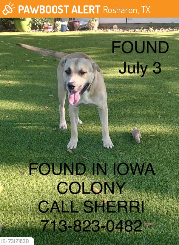 Found/Stray Male Dog last seen CR 65 and CR63 in Iowa Colony, TX, Rosharon, TX 77583