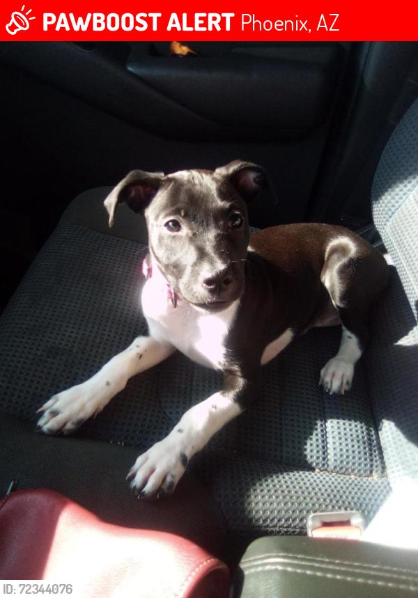 Lost Female Dog last seen 47th thomas, Phoenix, AZ 85009