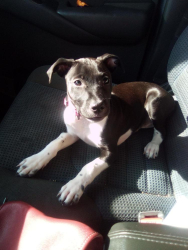 Lost Female Dog last seen 47th thomas, Phoenix, AZ 85009