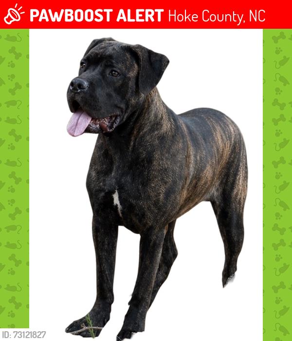 Lost Female Dog last seen In our backyard on Branch Rd. near 211 in Red Springs, Hoke County, NC, Hoke County, NC 28377