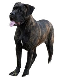 Lost Female Dog last seen In our backyard on Branch Rd. near 211 in Red Springs, Hoke County, NC, Hoke County, NC 28377