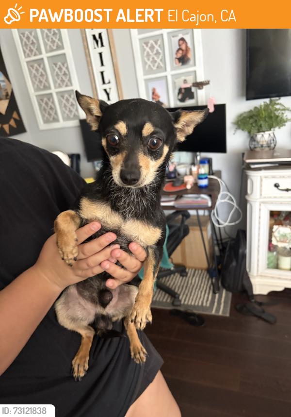 Found/Stray Male Dog last seen Wagner, El Cajon, CA 92020