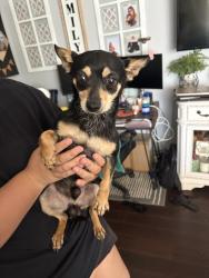 Found/Stray Male Dog last seen Wagner, El Cajon, CA 92020
