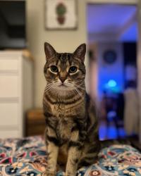 Reunited Male Cat last seen Acker street, Guelph, ON N1H 6J1