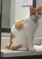 Reunited Male Cat last seen Porta Rosa ln, League City, TX 77573