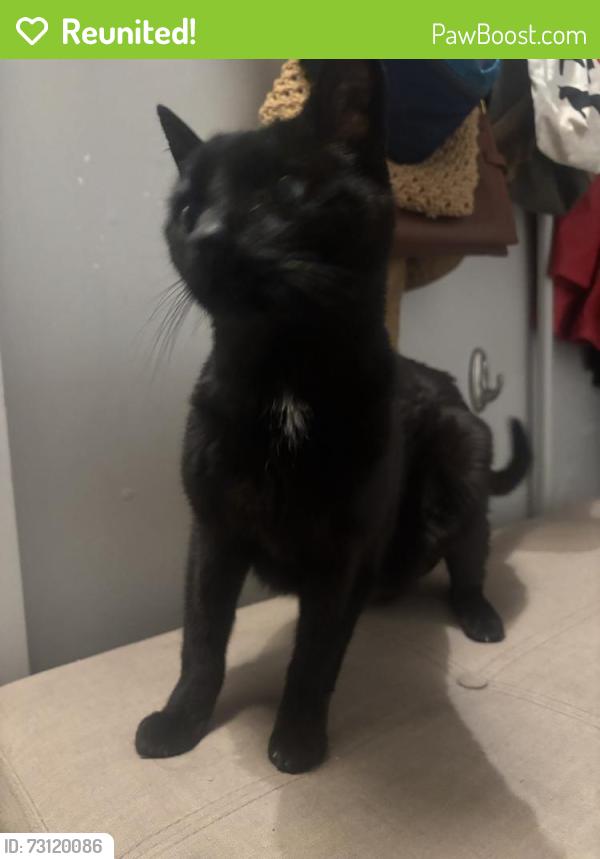 Reunited Unknown Cat last seen Se Francis and 29, Portland, OR 97202