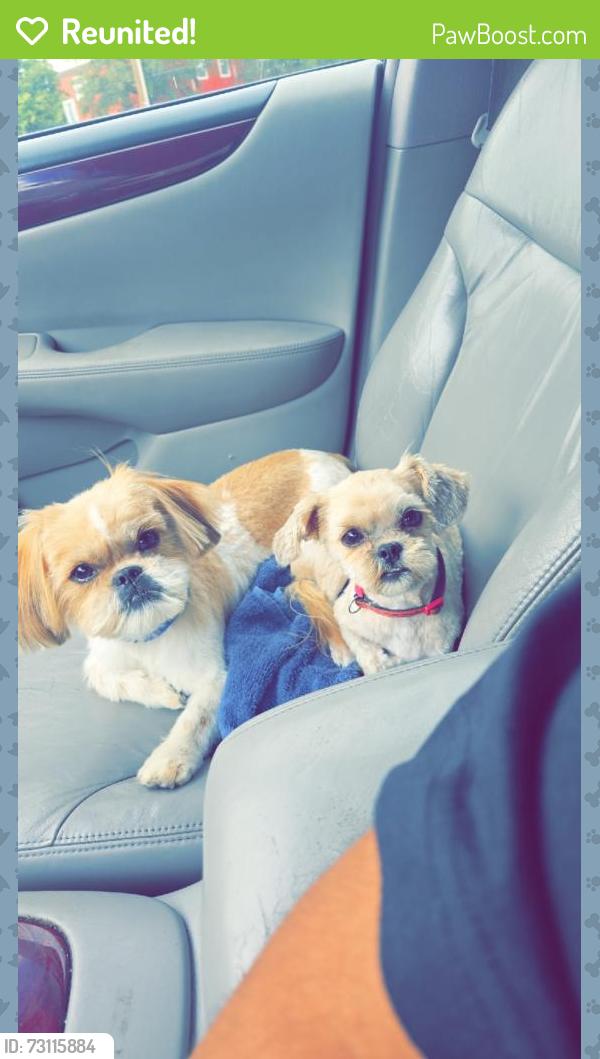 Reunited Female Dog last seen Target, Lubbock, TX 79423