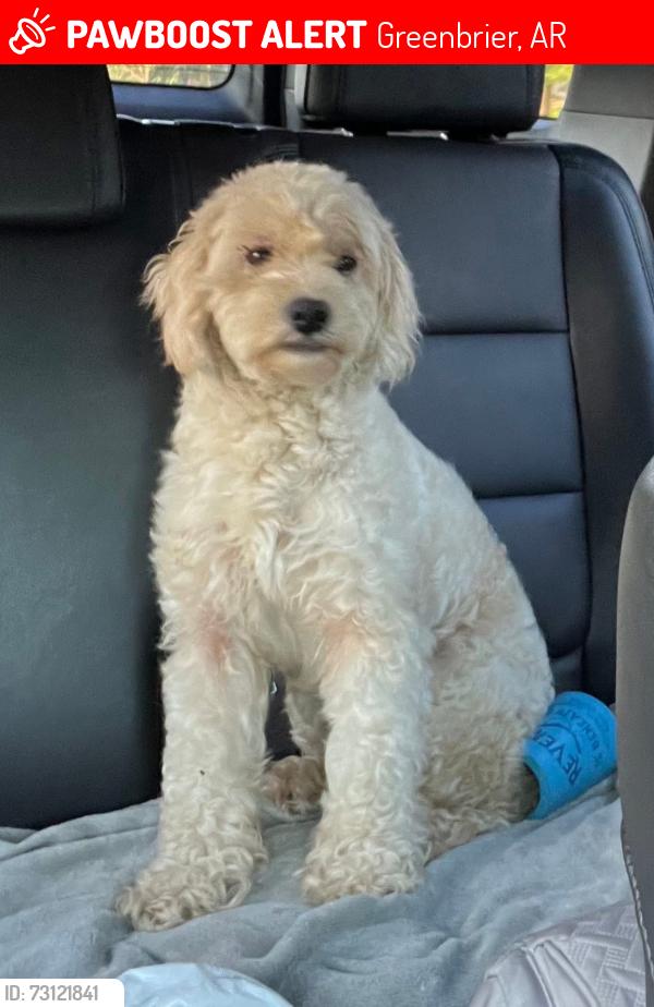 Lost Female Dog last seen Linder road, Greenbrier, AR 72058