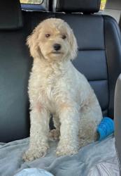 Lost Female Dog last seen Linder road, Greenbrier, AR 72058