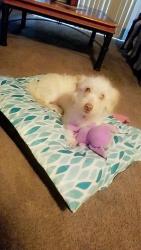 Reunited Female Dog last seen Near Kieth Harrow Blvd, Houston, TX 77084, USA, Houston, TX 77084