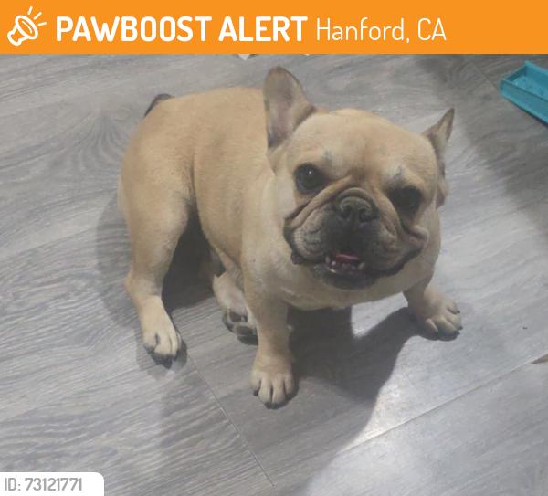 Found/Stray Female Dog last seen Hardcastle, Hanford, CA 93230