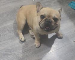 Found/Stray Female Dog last seen Hardcastle, Hanford, CA 93230