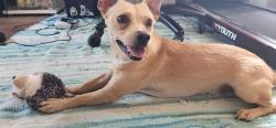Reunited Male Dog last seen Vanowen St and Whitsett Ave, Los Angeles, CA 91606