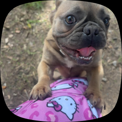 Lost Female Dog last seen N pruett st & N jones, Baytown, TX 77520