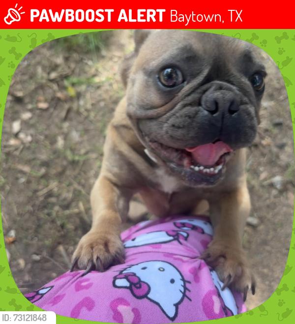 Lost Female Dog last seen N pruett st & N jones, Baytown, TX 77520
