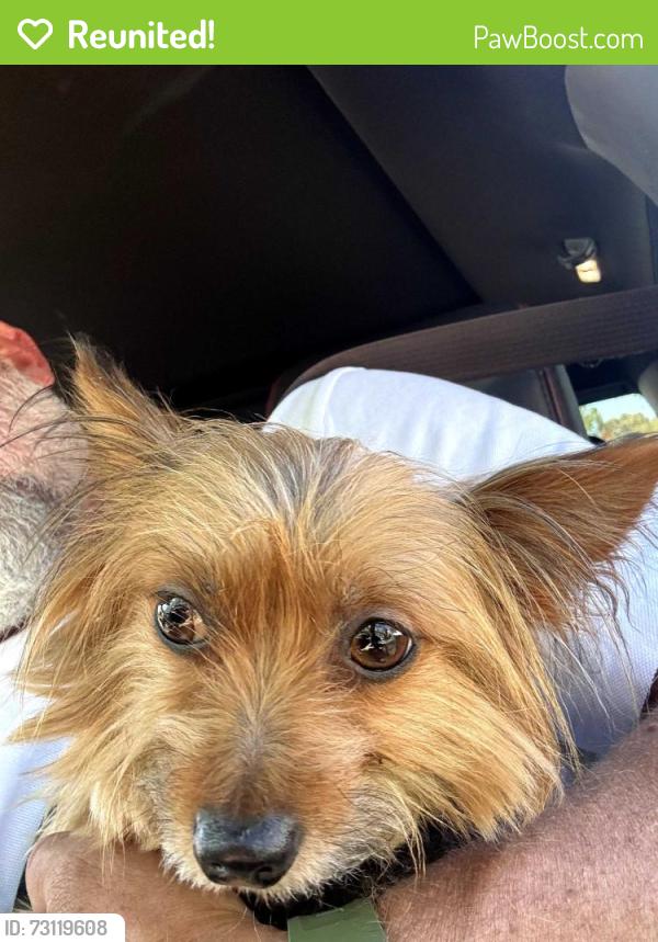Reunited Female Dog last seen Pipeline and woodview road, Chino Hills, CA 91709